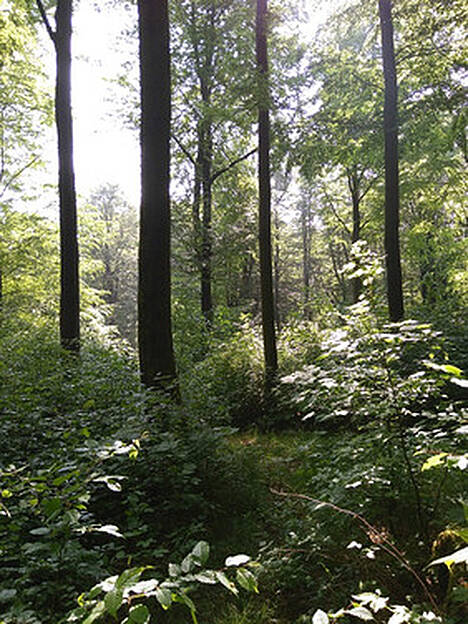 Für die nachhaltige Bewirtschaftung stabiler Mischwälder stellt das BMEL ab sofort 50 Millionen Euro Fördermittel über das Investitionsprogramm Wald bereit.