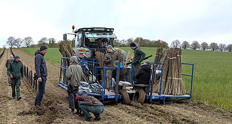 In PappelWERT wurden die ersten neuen Agroforstsysteme bereits angelegt, hier eine Pflanzung im April 2024 bei Rerik.