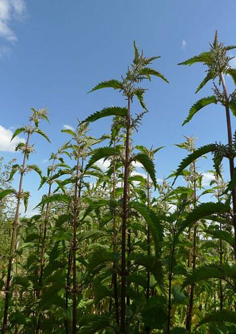 Neuzüchtungen der Faserbrennessel Urtica dioica L. wurden im praktischen Anbau geprüft.