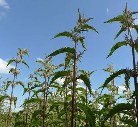 Neuzüchtungen der Faserbrennessel Urtica dioica L. wurden im praktischen Anbau geprüft.