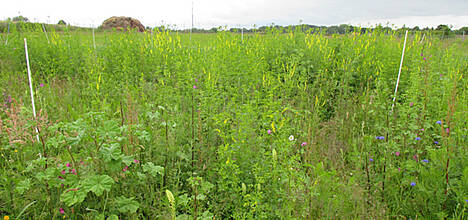 Wildpflanzenmischung, im Vordergrund 1. Anbaujahr (u. a. Malven), im Hintergrund 2. Anbaujahr (Steinklee). Die hartschaligen Samen von Malven und Steinklee können mit den Gärresten auf andere Flächen gelangen. Ab dem 3. Jahr geht das Ausbreitungsrisiko gegen 0.