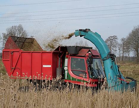 Rohrkolbenernte auf dem Polder in Bad Bederkesa