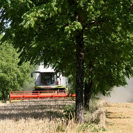 Agroforstsystem mit Nussbäumen (Nüsse und Wertholz) in Frankreich