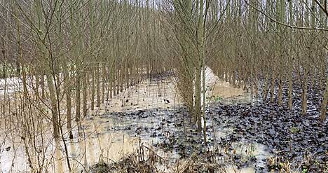 In der Gemeinde Reipoltskirchen (Rheinland-Pfalz) wurde am Odenbach ein Hochwasser-Retentionsraum mit Pappeln für die Agrarholzproduktion bepflanzt. Die Bäume stehen im Jahresverlauf mehrmals unter Wasser, nehmen dadurch aber keinen Schaden. Der Retentionsraum hält überschüssiges Wasser zurück und schützt die Ortsgemeinde so vor Hochwasser, gleichzeitig liefert er Brennholz.