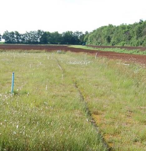 Torfmoosfarming in Ramsloh (Niedersachsen)