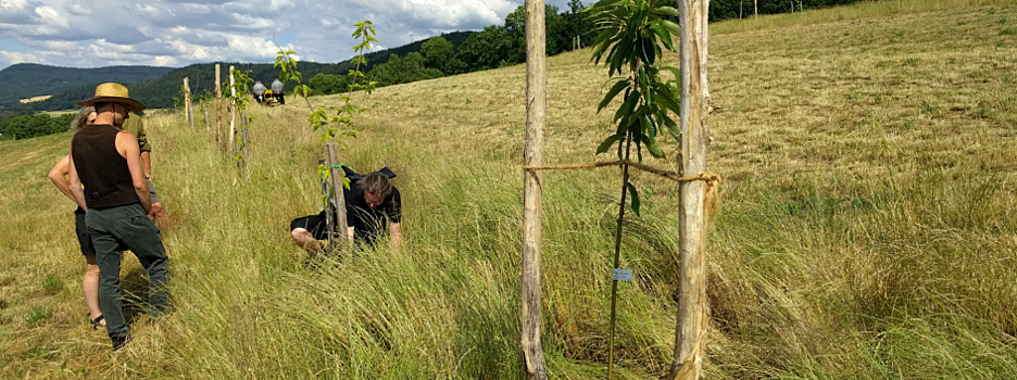 Foto Förderung der Einrichtung von Agroforstsystemen<br>Frist beachten!